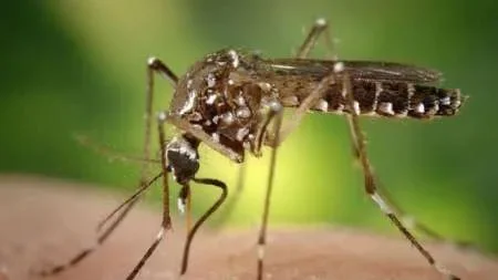 Dengue: Nación emitió una alerta e indica que Salta es la provincia donde más cuidado se debe tener