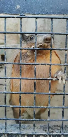 Indignación por el estado en el que se encuentran los animales del Zoo de Córdoba