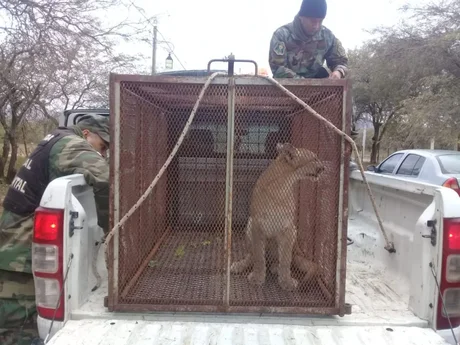 Rescatan a un puma que estaba en cautiverio