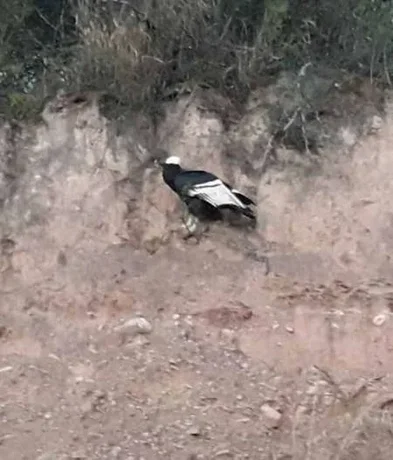 Rescatan a un cóndor herido