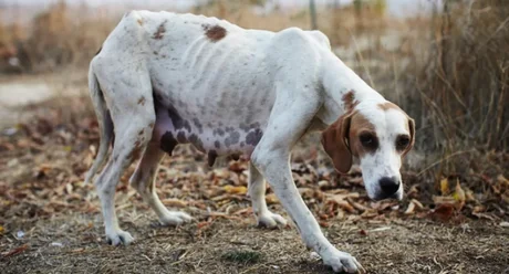 Conocé el proyecto de ley que busca destinar fondos para perros y gatos callejeros