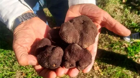 Productor cosechó las primeras trufas negras valuadas en 2.000 dólares el kilo