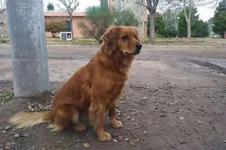 Su perrita lo espera hace un año afuera de la comisaría