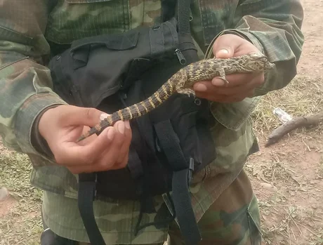 Detectan un criadero de yacarés y los liberan en su hábitat natural