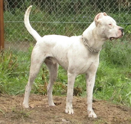 Dos perros mordieron a una mujer y tuvo que ser internada