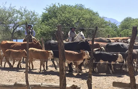 Según Urtubey, Salta es la provincia donde más creció en materia ganadera en todo el país