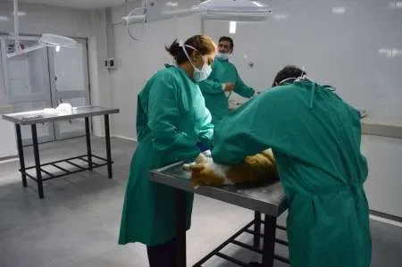 El Hospital Municipal de Animales atendió a 70 mascotas el primer día