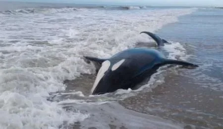 Siete orcas quedaron varadas en una playa de Mar Chiquita