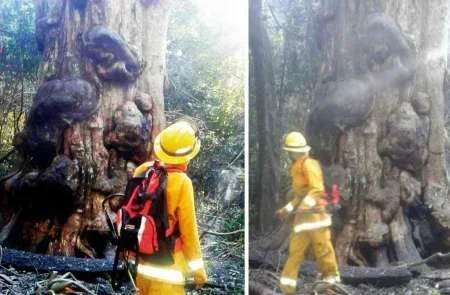 Quiso tomar mates e incendió el árbol más antiguó de Misiones