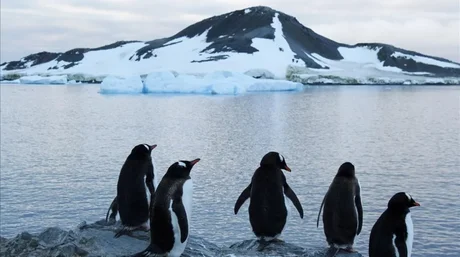 Encuentran restos de plásticos en pingüinos de la Antártida