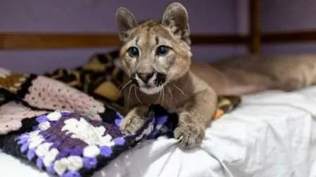 Una familia de Buenos Aires tenía de mascota un puma: el animal fue rescatado