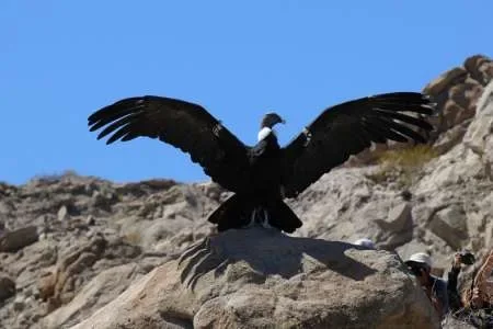 El cóndor Suyana fue liberado en Cafayate