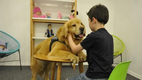 “Titán” un perro golden, acompañará a niños a declarar para evitar el estrés