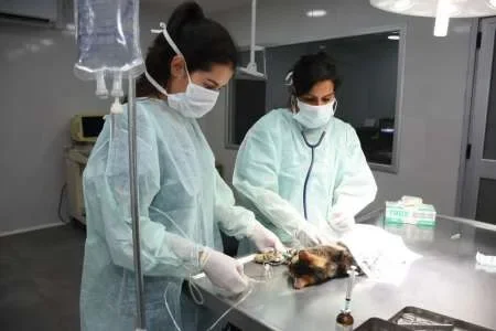 El Hospital de Animales atendió más de 1100 casos durante el primer mes