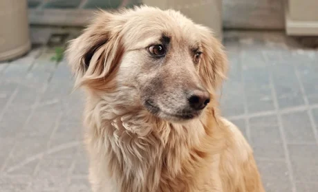 Tras una discusión mató al perro de su vecino