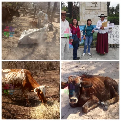 Pequeños productores del Chaco Salteño piden ayuda urgente de la Provincia por las sequías