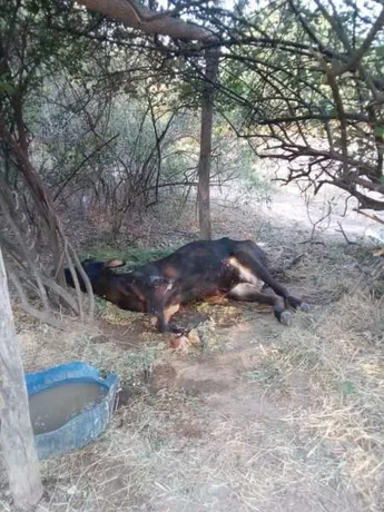 Más de dos mil animales murieron en el Chaco Salteño a raíz de la sequía