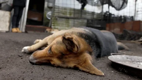 Hay un detenido por envenenar y matar perros en San Luis