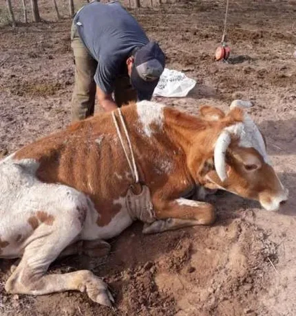 La Provincia continúa ignorando a los productores del Chaco Salteño y los animales siguen muriendo