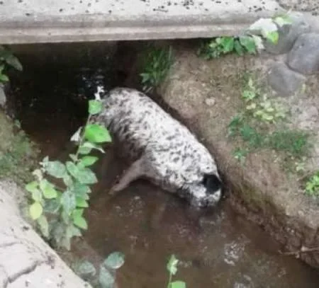 Descartan que haya veneno en el agua de San Luis