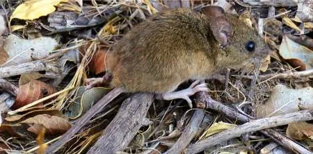 Se confirmó un caso de hantavirus en Tartagal