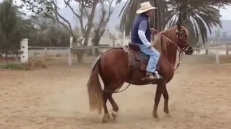 Abusaba de menores para dejarlos andar a caballo