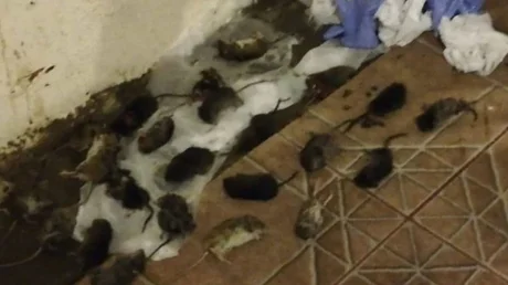 Una gran invasión de ratas atemoriza a todo Neuquén