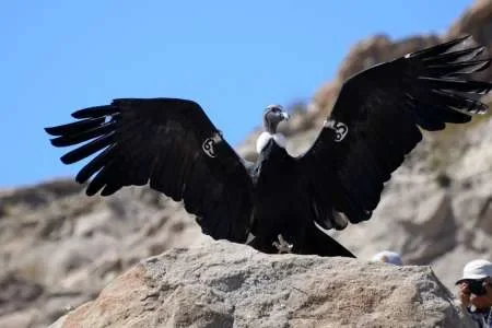 Liberarán un Cóndor Andino en Piedra del Molino