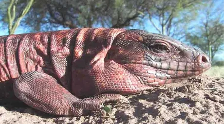 En Salta se podrá comer la carne de la iguana colorada