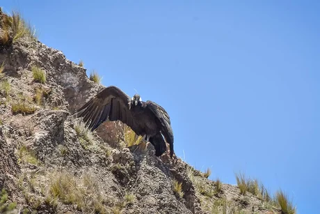 Liberaron al cóndor andino Qespisqan en el valle de Lerma