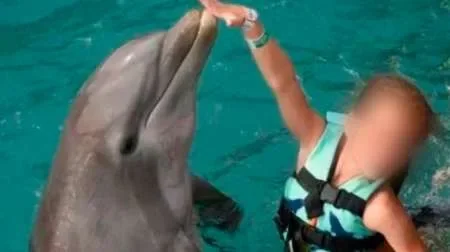 Delfines atacaron a una niña durante un show acuático