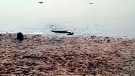 Una anaconda atemorizó a cientos de personas en una playa de Paraná