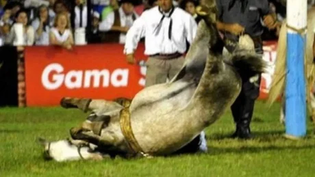 Murió un jinete aplastado por un caballo: mirá el trágico video