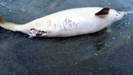 Encuentran muerto a un delfín en la costa de Mar del Plata