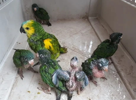 Rescatan a siete loros que estaban en cautiverio