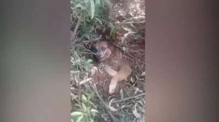 Encuentran a un perro enterrado vivo en Misiones