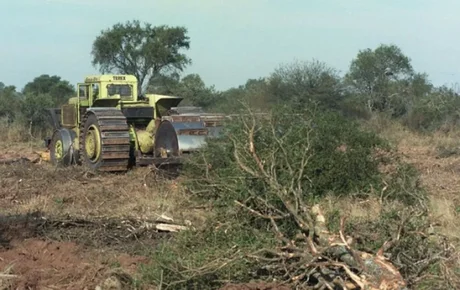 Según Greenpeace en Salta se perdieron más de mil hectáreas de bosques protegidos durante el 2019