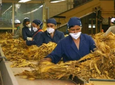 Productores cobrarán el Fondo Especial del Tabaco