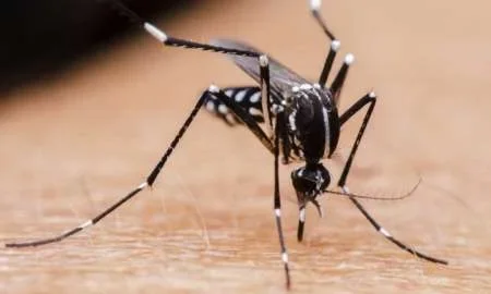 Dengue: en Salta se registraron la mitad de casos que el año pasado