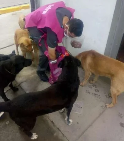 La Municipalidad asistió a patos, palomas y perros callejeros