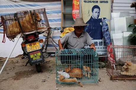 Tras el coronavirus en China aclaran que las mascotas son compañeras y no se deben comer