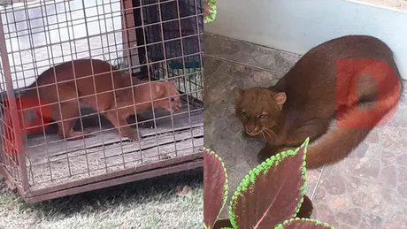 Encuentran en el patio de una casa de Entre Ríos un puma en peligro de extinción