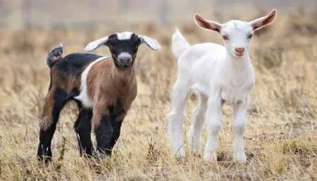 Peleaba por un cabrito que se metió a otra propiedad y lo mataron