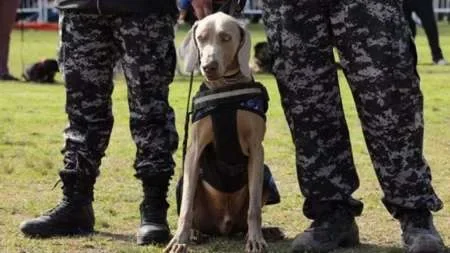 Caballería y perros rastreadores fortalecen la custodia provincial en la frontera con Bolivia