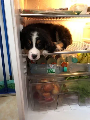 Buddy intenta pasar el calor en la heladera