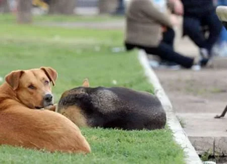 Salta: mujer murió tras el ataque de un perro e imputan a la dueña del can