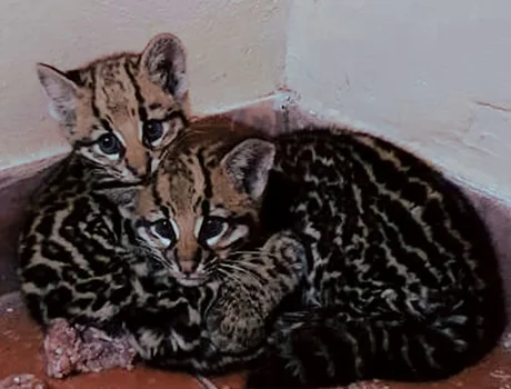 Rescatan cachorros de gato onza en el norte de Salta