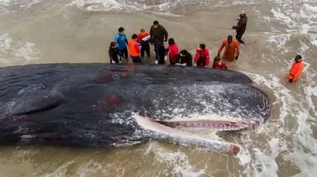 Cachalote murió tras quedar varado en una playa de Argentina