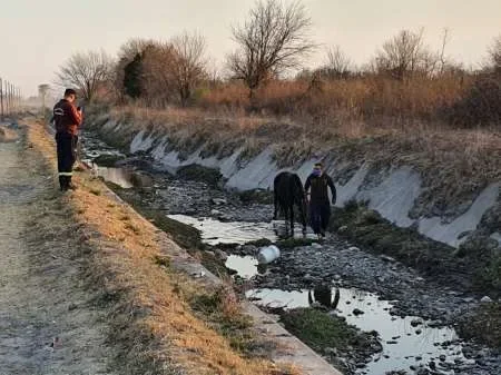 Rescatan a un caballo que había caído en un canal de desagüe