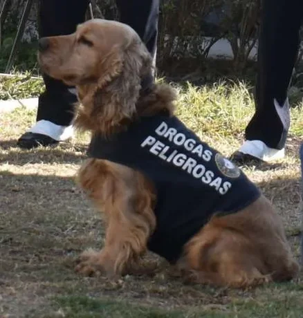 Teófilo y Morrison, perros antinarcóticos, detectaron droga en el macrocentro de Salta